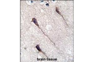 Formalin-fixed and paraffin-embedded humanbrain tissue reacted with Phospho-PUM1-Y83. (PUM1 Antikörper  (AA 62-91))