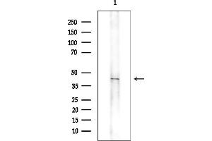Western blot analysis of lysates from Rat brain, using OR11L1 Antibody at 1/1000 dilution.