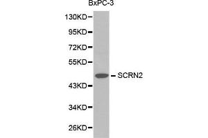 Western blot analysis of BxPC-3 cell lysate using SCRN2 antibody. (SCRN2 Antikörper  (AA 176-425))