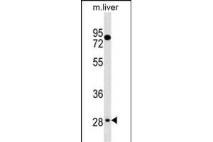 TEF Antibody (C-term) (ABIN1536856 and ABIN2838216) western blot analysis in mouse liver tissue lysates (35 μg/lane). (TEF Antikörper  (C-Term))