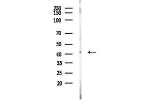Western blot analysis of lysates from Rat testis, using MAPK11 Antibody at 1/1000 dilution.