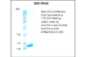 SDS-PAGE (SDS) image for Chemokine (C-C Motif) Ligand 2 (CCL2) (Active) protein (ABIN5509366)