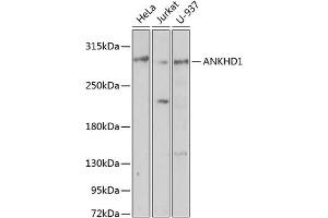 Western blot analysis of extracts of various cell lines, using  antibody  at 1:1000 dilution. (ANKHD1 Antikörper  (AA 1620-1800))