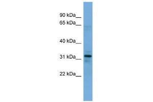 MYOZ1 antibody used at 0.