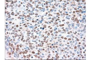 Immunohistochemical staining of paraffin-embedded liver tissue using anti-SIGLEC9mouse monoclonal antibody. (SIGLEC9 Antikörper)