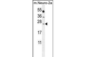 POLR2J Antibody (C-Term) (ABIN655247 and ABIN2844848) western blot analysis in mouse Neuro-2a cell line lysates (35 μg/lane). (POLR2J Antikörper  (C-Term))