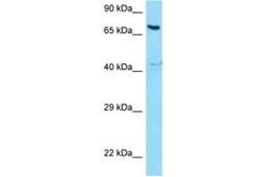 Image no. 1 for anti-Nuclear Receptor Coactivator 5 (NCOA5) (AA 266-315) antibody (ABIN6748168) (NCOA5 Antikörper  (AA 266-315))