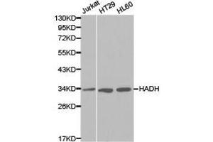 Western Blotting (WB) image for anti-Hydroxyacyl-CoA Dehydrogenase (HADH) antibody (ABIN1872934) (HADH Antikörper)