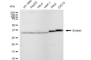 Western blotting analysis using Emerin antibody (ABIN7798436). (Rekombinanter Emerin Antikörper)