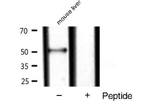 Western blot analysis of extracts of mouse liver ,using Smad9 antibody.