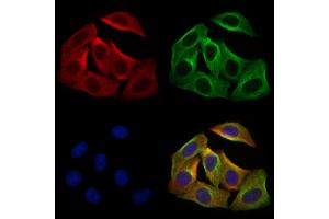 ABIN7094537 and ABIN7098586 staining Hela cells by IF/ICC. (FGF7 Antikörper  (Internal Region))