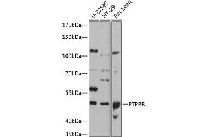 Western blot analysis of extracts of various cell lines, using PTPRR antibody (ABIN6132537, ABIN6146471, ABIN6146473 and ABIN6215854) at 1:3000 dilution. (PTPRR Antikörper  (AA 240-400))