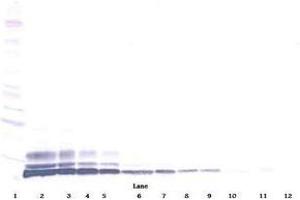 Image no. 1 for anti-Chemokine (C-C Motif) Ligand 3-Like 1 (CCL3L1) antibody (ABIN465214) (CCL3L1 Antikörper)