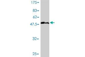 Western Blotting (WB) image for anti-Opa Interacting Protein 5 (OIP5) (AA 1-229) antibody (ABIN564929)