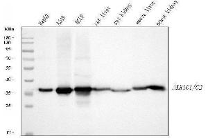 Western blot analysis of AKR1C1/C2 using anti-AKR1C1/C2 antibody (ABIN5692785). (AKR1C2 Antikörper  (AA 1-123))