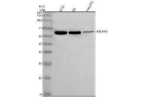 Western blot analysis of TBLR1 using anti-TBLR1 antibody (ABIN7606448).