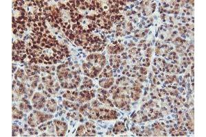 Image no. 3 for anti-CoA Synthase (COASY) antibody (ABIN1497556) (COASY Antikörper)