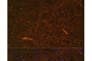 Immunofluorescence analysis of Rat brain using TEK Polyclonal Antibody at dilution of 1:100.