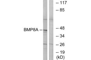 Western blot analysis of extracts from COLO cells, using BMP8A antibody. (BMP8A Antikörper  (C-Term))