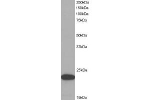 ABIN184674 (1µg/ml) staining of HeLa lysate (35µg protein in RIPA buffer). (PYCARD Antikörper  (C-Term))
