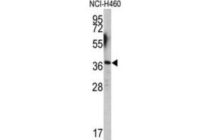 Western Blotting (WB) image for anti-Engrailed Homeobox 2 (EN2) antibody (ABIN3003224) (EN2 Antikörper)