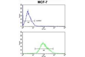 Flow Cytometry (FACS) image for anti-Pyruvate Dehydrogenase Kinase, Isozyme 3 (PDK3) antibody (ABIN3002952) (PDK3 Antikörper)