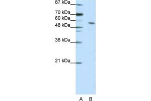Western Blotting (WB) image for anti-Insulinoma-Associated 2 (INSM2) antibody (ABIN2461951) (INSM2 Antikörper)