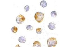 Immunohistochemistry (IHC) image for anti-Kinesin Family Member 5A (KIF5A) (Middle Region) antibody (ABIN1030974) (KIF5A Antikörper  (Middle Region))