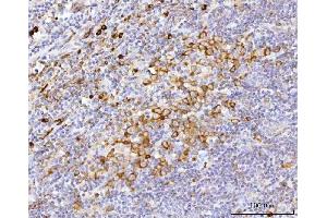IHC analysis of APP-1/PABPC4 using anti-APP-1/PABPC4 antibody (ABIN7603019).