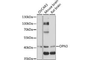 Western blot analysis of extracts of various cell lines, using OPN3 antibody (ABIN7269102) at 1:1000 dilution.
