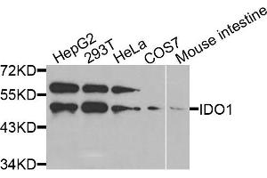 Western blot analysis of extracts of various cells, using IDO1 antibody. (IDO1 Antikörper)