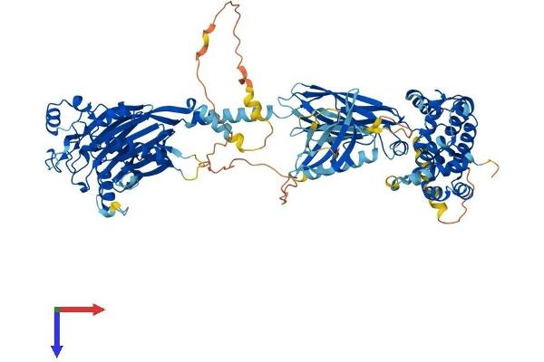 OCRL Protein (AA 1-900) (His tag)