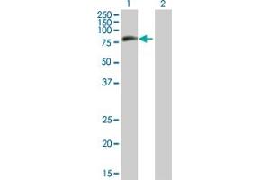 Western Blot analysis of MTMR8 expression in transfected 293T cell line by MTMR8 MaxPab polyclonal antibody.
