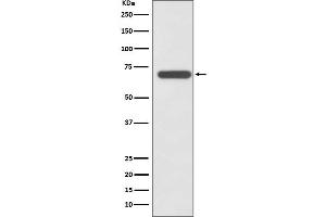 Western blot analysis of SHP2 expression in A431 cell lysate.