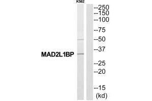 Western blot analysis of extracts from K562 cells, using MAD2L1BP antibody. (MAD2L1BP Antikörper  (N-Term))