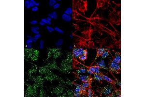 Immunofluorescence (fixed cells) (IF/ICC) image for anti-Solute Carrier Family 12 (Potassium-Chloride Transporter) Member 5 (SLC12A5) (AA 932-1043) antibody (PerCP) (ABIN2484121)