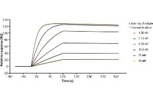 Surface Plasmon Resonance (SPR) image for Fc Fragment of IgG, High Affinity Ia, Receptor (CD64) (FCGR1A) (AA 16-281) protein (His-Avi Tag) (ABIN7536863)