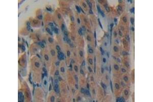 IHC-P analysis of Mouse Tissue, with DAB staining. (FGF7 Antikörper  (AA 32-194))
