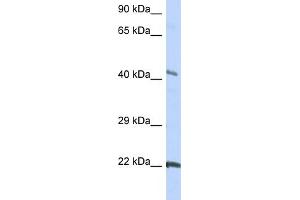 WB Suggested Anti-GJC1 Antibody Titration:  0. (GJC1 Antikörper  (Middle Region))