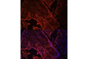 Immunofluorescence analysis of human placenta cells using WNT3A antibody (ABIN3021018, ABIN3021019, ABIN3021020, ABIN1513690 and ABIN6213915) at dilution of 1:100. (WNT3A Antikörper  (AA 1-352))