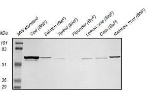 Western Blotting (WB) image for anti-Cytochrome P450 1A (CYP1A) antibody (ABIN108743) (CYP1A Antikörper)