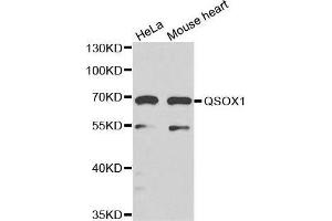 Western blot analysis of extracts of various cell lines, using QSOX1 antibody. (QSOX1 Antikörper)