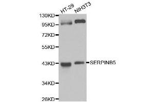 Western blot analysis of extracts of various cell lines, using SERPINB5 antibody. (SERPINB5 Antikörper  (AA 21-189))