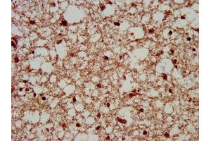 IHC image of ABIN7169333 diluted at 1:200 and staining in paraffin-embedded human brain tissue performed on a Leica BondTM system. (SERPINB12 Antikörper  (AA 1-300))