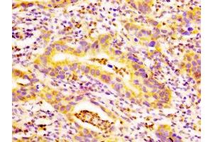 Immunohistochemistry (IHC) image for anti-Ectodysplasin A Receptor (EDAR) (AA 27-170) antibody (ABIN7173899)