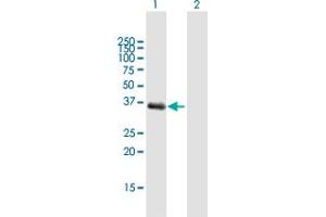Western Blot analysis of AKR1C1 expression in transfected 293T cell line by AKR1C1 MaxPab polyclonal antibody.