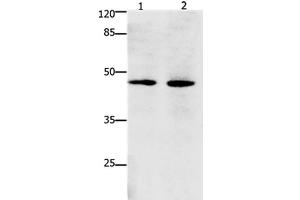 Western Blot analysis of Hepg2 and Hela cell using Dap3 Polyclonal Antibody at dilution of 1:900 (DAP3 Antikörper)