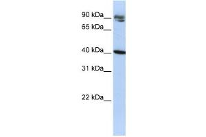 Western Blotting (WB) image for anti-Kelch Domain Containing 8A (KLHDC8A) antibody (ABIN2458537)