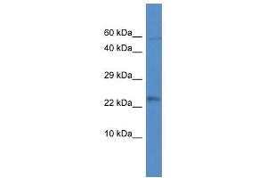 Western Blot showing Mrpl21 antibody used at a concentration of 1.