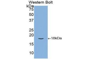 Western Blotting (WB) image for anti-Tissue Factor Pathway Inhibitor (Lipoprotein-Associated Coagulation Inhibitor) (TFPI) (AA 29-210) antibody (ABIN1172818) (TFPI Antikörper  (AA 29-210))